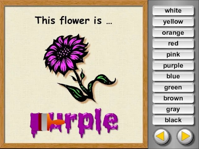 This flower is … white yellow orange red pink blue green brown gray black purple