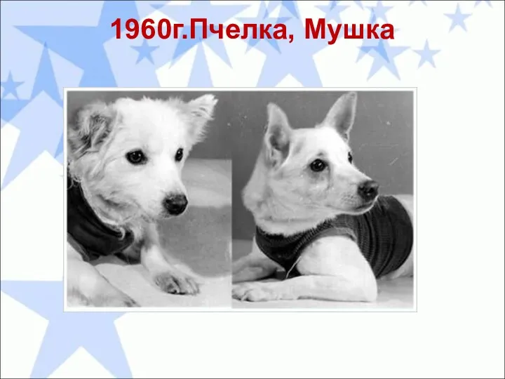 1960г.Пчелка, Мушка