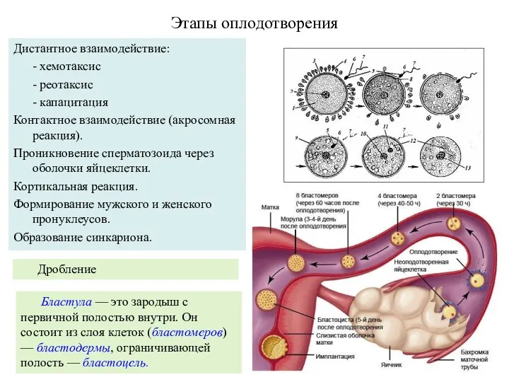 Этапы оплодотворения Дистантное взаимодействие: - хемотаксис - реотаксис - капацитация