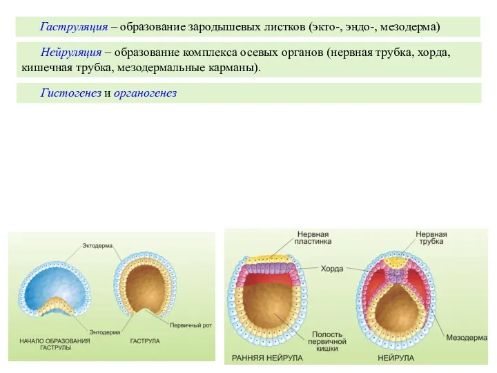 Гаструляция – образование зародышевых листков (экто-, эндо-, мезодерма) Нейруляция –