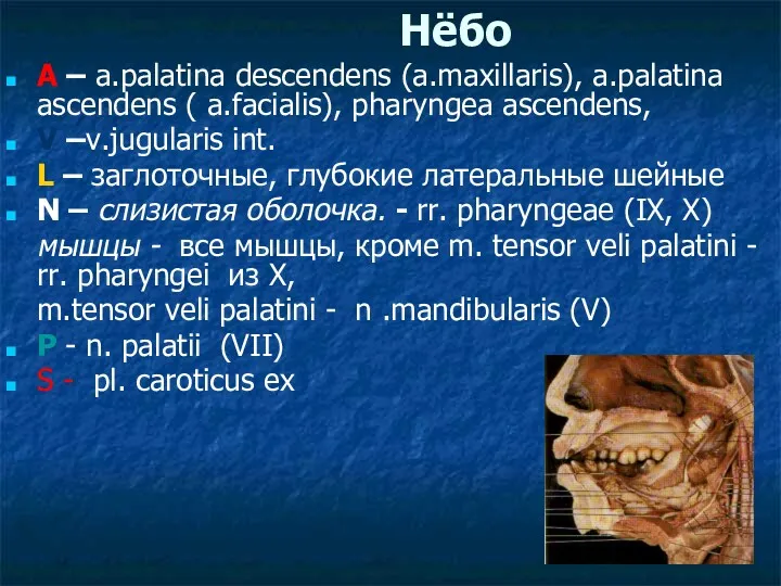 Нёбо A – a.palatina descendens (a.maxillaris), a.palatina ascendens ( a.facialis), pharyngea ascendens, V