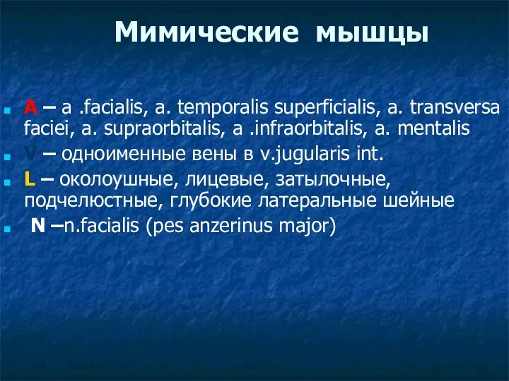 Мимические мышцы A – a .facialis, a. temporalis superficialis, a.