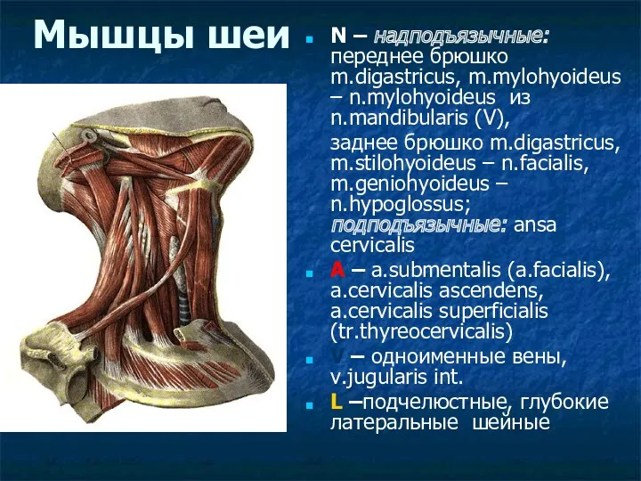 Мышцы шеи N – надподъязычные: переднее брюшко m.digastricus, m.mylohyoideus – n.mylohyoideus из n.mandibularis