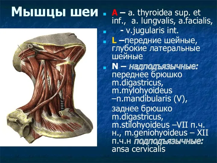 Мышцы шеи A – a. thyroidea sup. et inf., a. lungvalis, a.facialis, V