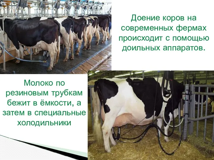 Доение коров на современных фермах происходит с помощью доильных аппаратов.
