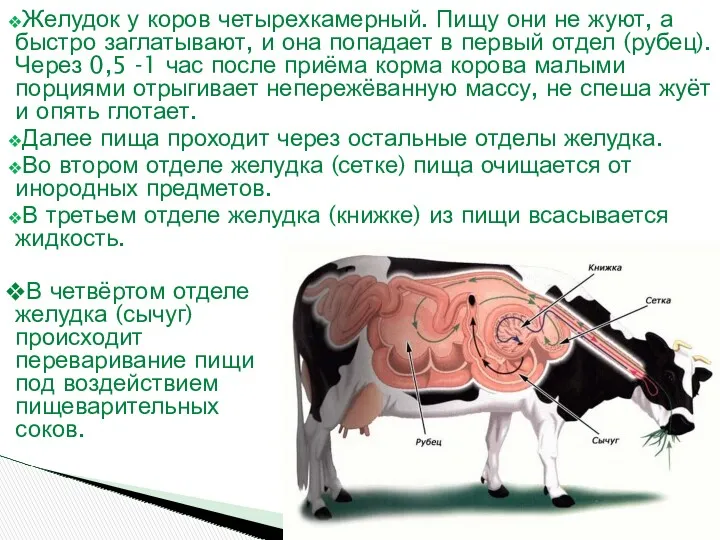 Желудок у коров четырехкамерный. Пищу они не жуют, а быстро