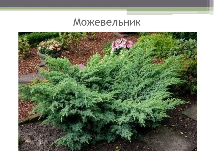 Можевельник