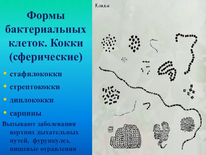 Формы бактериальных клеток. Кокки (сферические) стафилококки стрептококки диплококки сарцины Вызывают