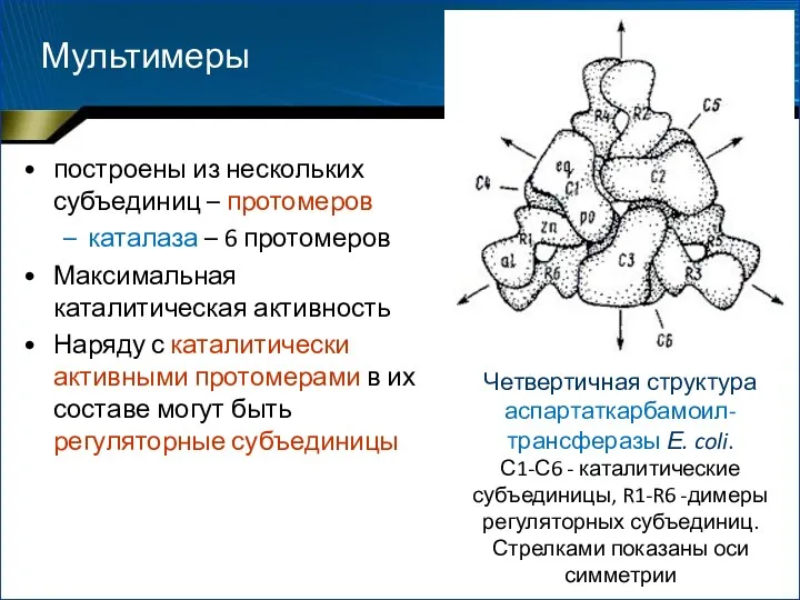 построены из нескольких субъединиц – протомеров каталаза – 6 протомеров