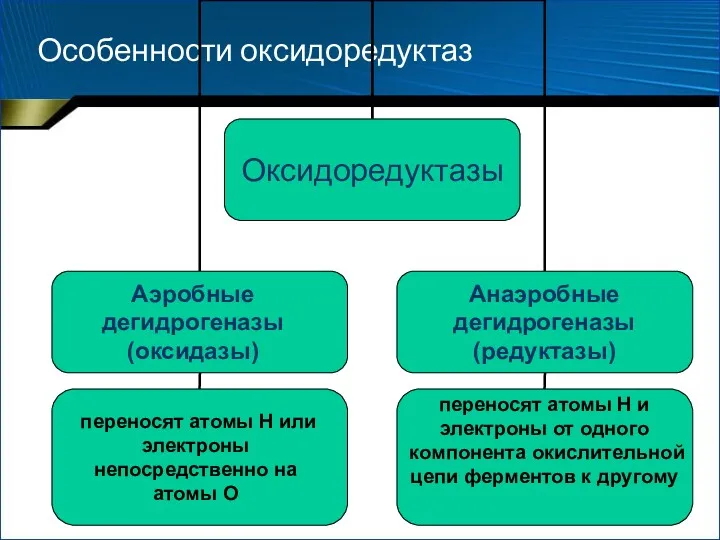 Особенности оксидоредуктаз Аэробные дегидрогеназы (оксидазы) переносят атомы Н или электроны