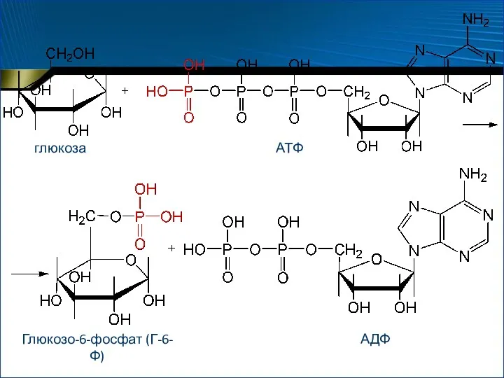 глюкоза АТФ Глюкозо-6-фосфат (Г-6-Ф) АДФ