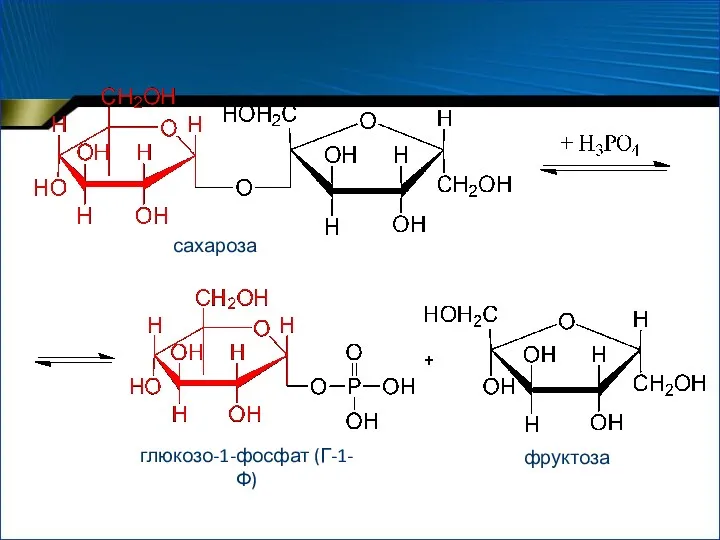 сахароза глюкозо-1-фосфат (Г-1-Ф) фруктоза