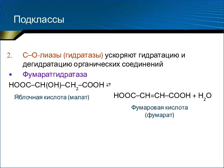 Подклассы С–О-лиазы (гидратазы) ускоряют гидратацию и дегидратацию органических соединений Фумаратгидратаза