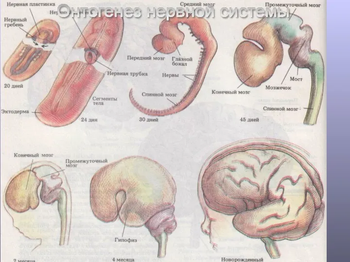 Онтогенез нервной системы