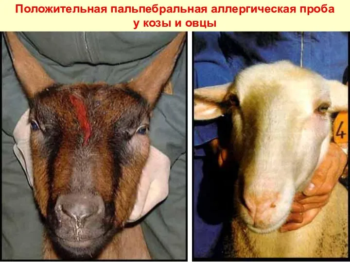 Положительная пальпебральная аллергическая проба у козы и овцы