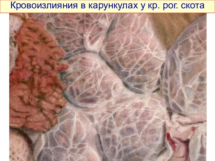 Кровоизлияния в карункулах у кр. рог. скота