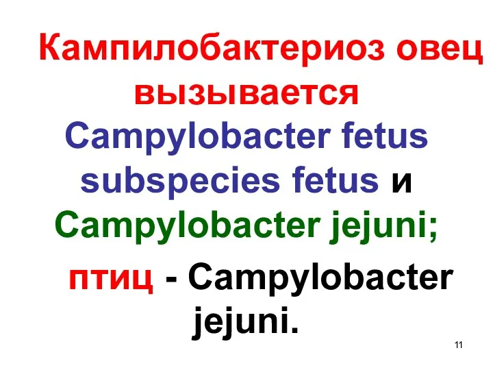 Кампилобактериоз овец вызывается Campylobacter fetus subspecies fetus и Campylobacter jejuni; птиц - Campylobacter jejuni.
