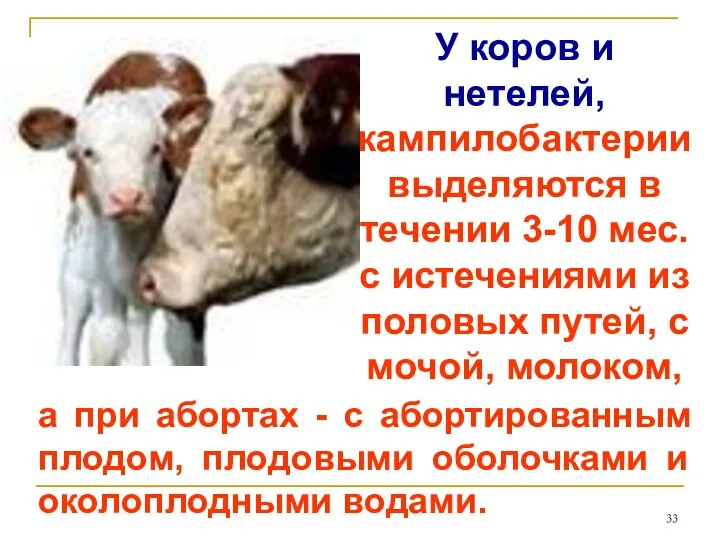 У коров и нетелей, кампилобактерии выделяются в течении 3-10 мес.