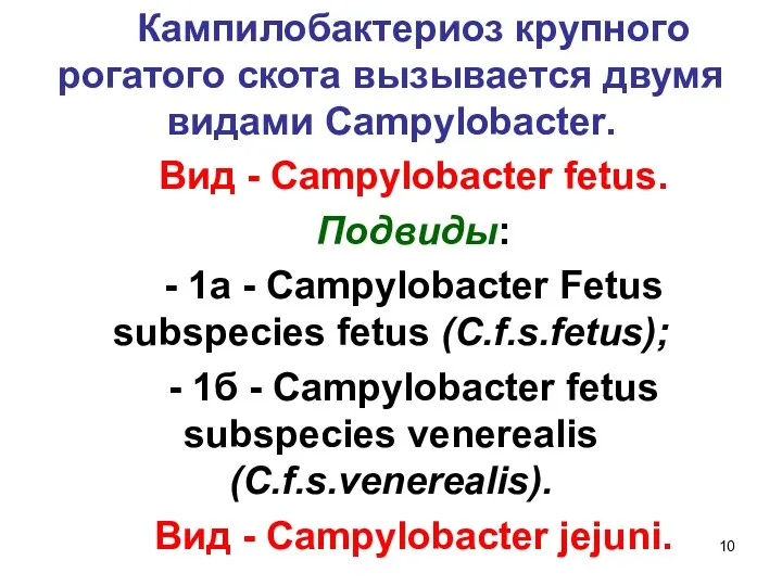 Кампилобактериоз крупного рогатого скота вызывается двумя видами Campylobacter. Вид -
