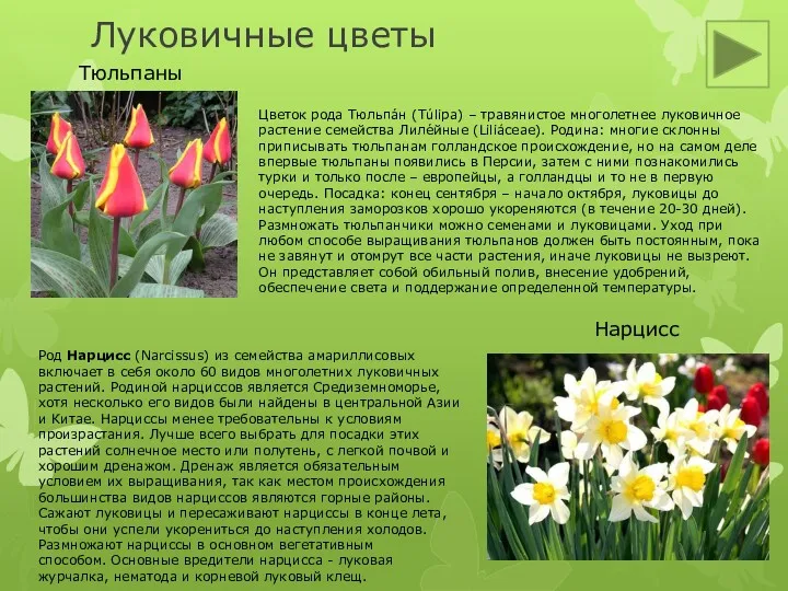 Луковичные цветы Тюльпаны Нарцисс Цветок рода Тюльпа́н (Túlipa) – травянистое многолетнее луковичное растение