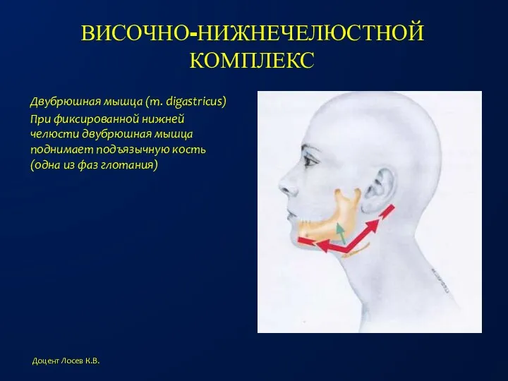 ВИСОЧНО-НИЖНЕЧЕЛЮСТНОЙ КОМПЛЕКС Двубрюшная мышца (m. digastricus) При фиксированной нижней челюсти двубрюшная мышца поднимает