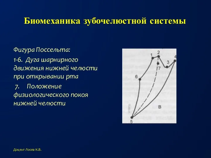 Биомеханика зубочелюстной системы Фигура Поссельта: 1-6. Дуга шарнирного движения нижней челюсти при открывании