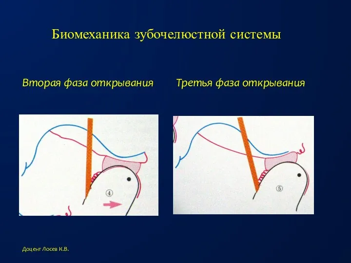 Биомеханика зубочелюстной системы Вторая фаза открывания Третья фаза открывания Доцент Лосев К.В.