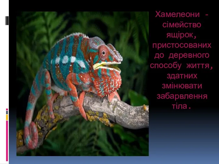 Хамелеони - сімейство ящірок, пристосованих до деревного способу життя, здатних змінювати забарвлення тіла.