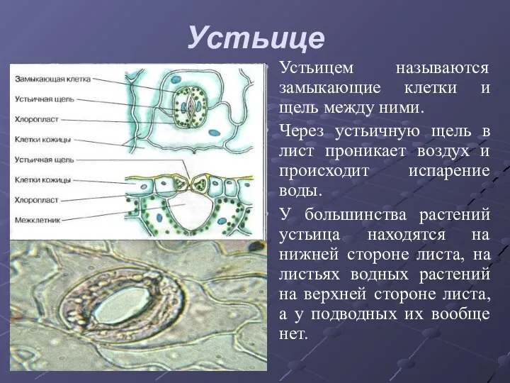 Устьице Устьицем называются замыкающие клетки и щель между ними. Через