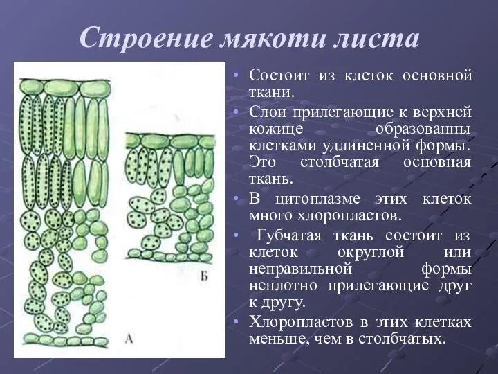 Строение мякоти листа Состоит из клеток основной ткани. Слои прилегающие