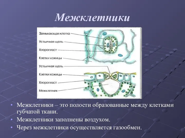 Межклетники Межклетники – это полости образованные между клетками губчатой ткани.