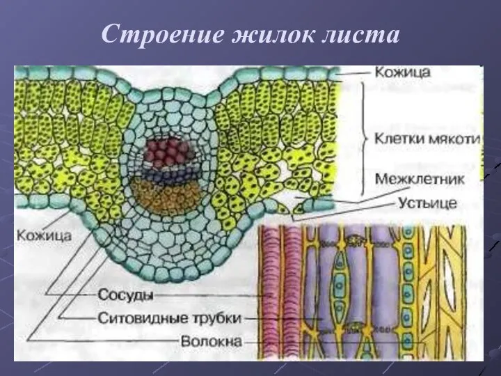 Строение жилок листа