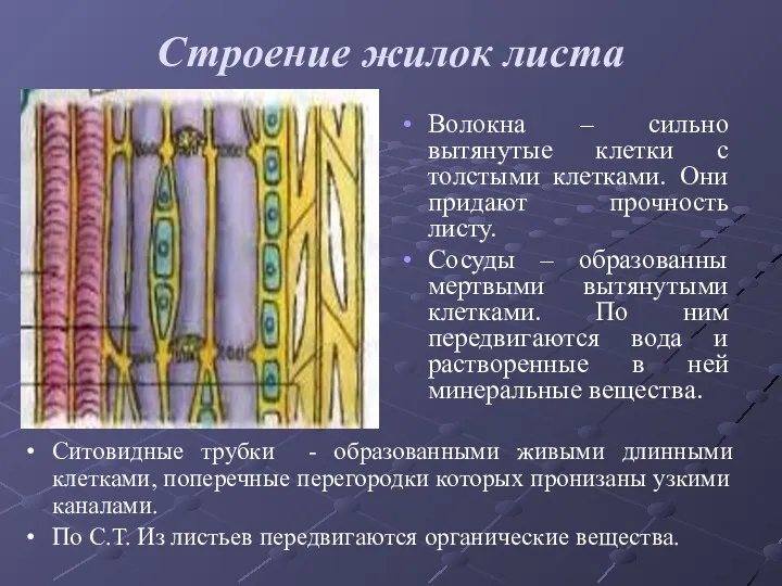 Строение жилок листа Волокна – сильно вытянутые клетки с толстыми