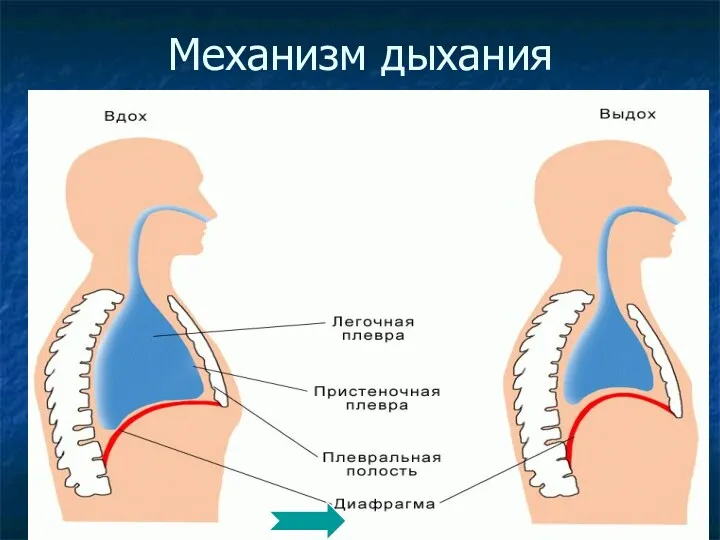 Механизм дыхания