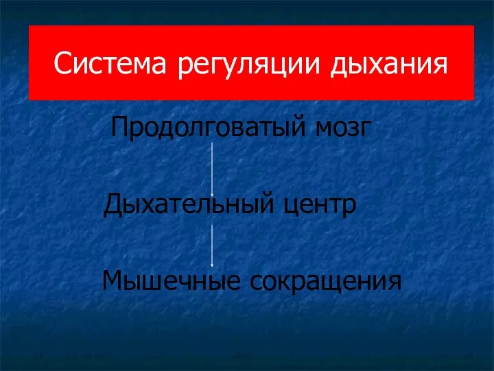 Система регуляции дыхания Продолговатый мозг Дыхательный центр Мышечные сокращения