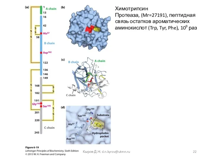 Химотрипсин Протеаза, (Mr=27191), пептидная связь остатков ароматических аминокислот (Trp, Tyr, Phe), 109 раз Кыров Д.Н. d.n.kyrov@utmn.ru