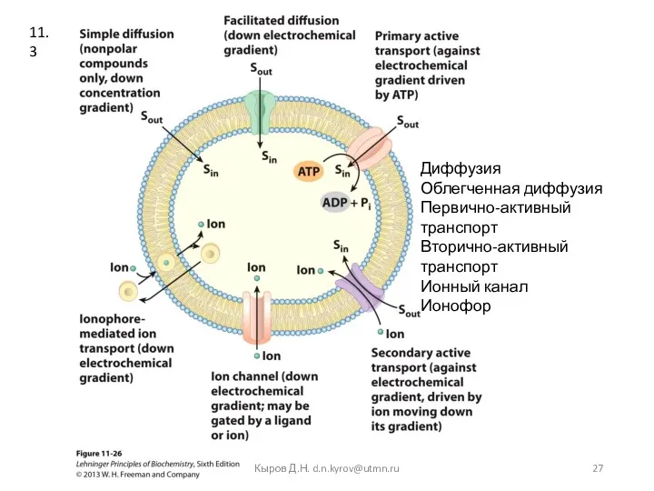 11.3 Диффузия Облегченная диффузия Первично-активный транспорт Вторично-активный транспорт Ионный канал Ионофор Кыров Д.Н. d.n.kyrov@utmn.ru