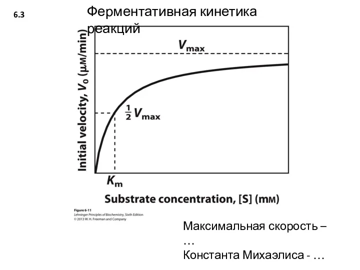 6.3 Ферментативная кинетика реакций Максимальная скорость – … Константа Михаэлиса - …