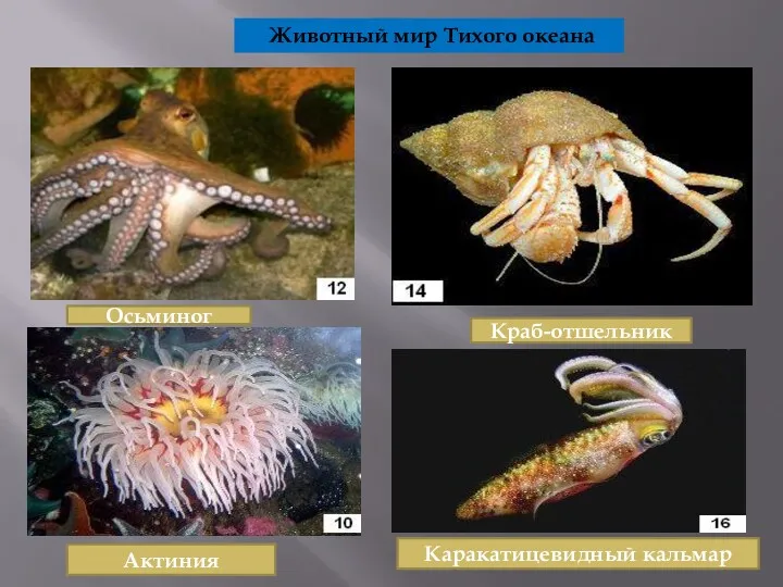Животный мир Тихого океана Осьминог Краб-отшельник Актиния Каракатицевидный кальмар
