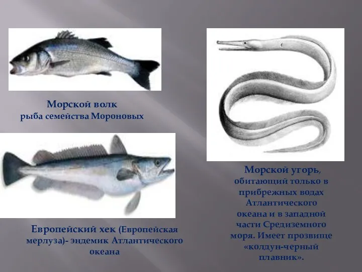 Морской волк рыба семейства Мороновых Европейский хек (Европейская мерлуза)- эндемик