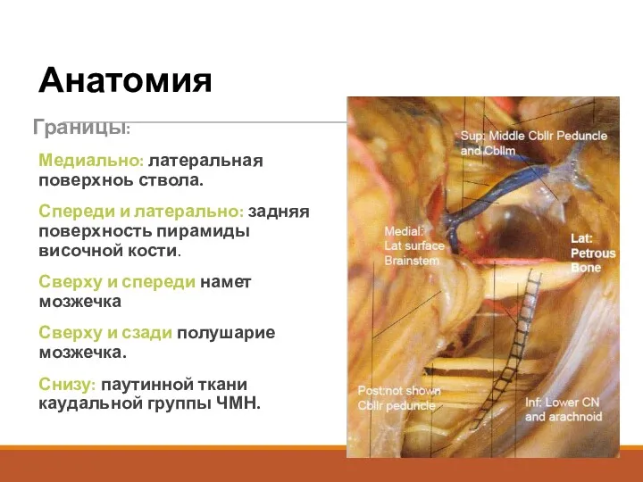 Анатомия Границы: Медиально: латеральная поверхноь ствола. Спереди и латерально: задняя