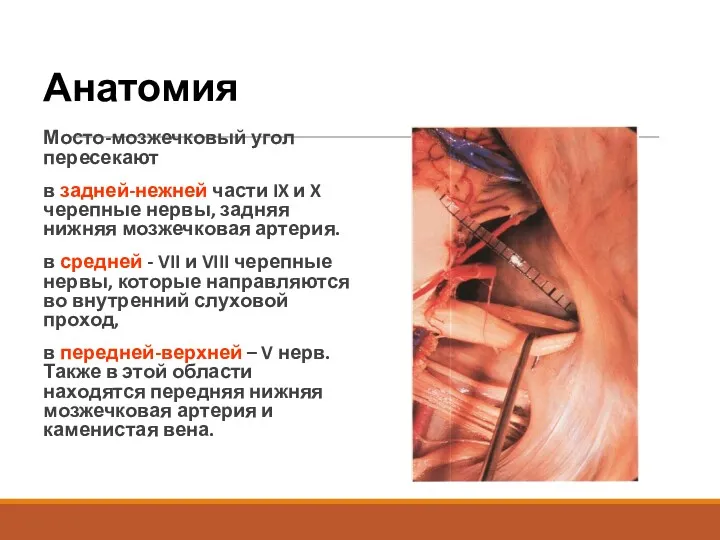 Анатомия Мосто-мозжечковый угол пересекают в задней-нежней части IX и X черепные нервы, задняя