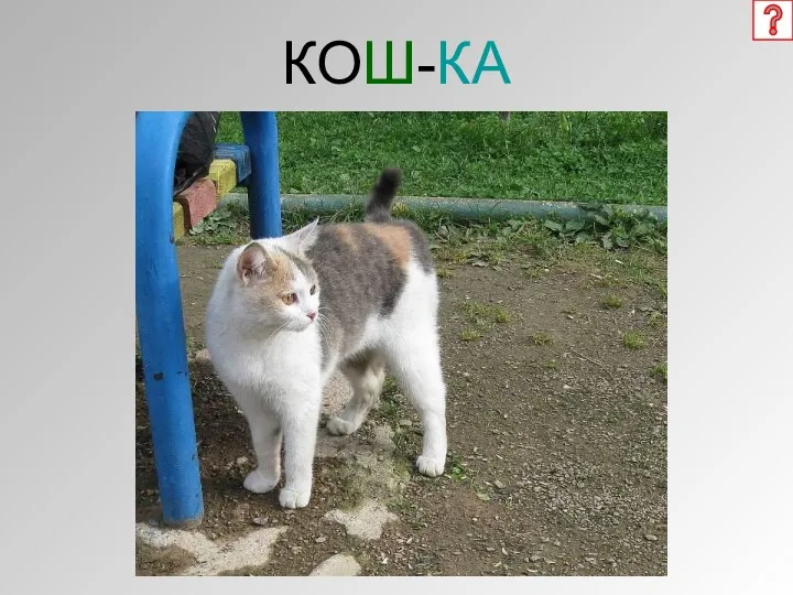 КОШ-КА