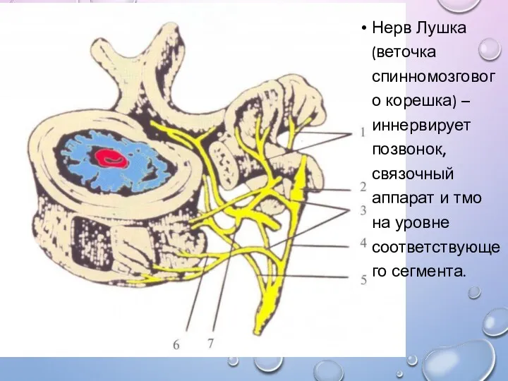 Нерв Лушка (веточка спинномозгового корешка) – иннервирует позвонок, связочный аппарат и тмо на уровне соответствующего сегмента.