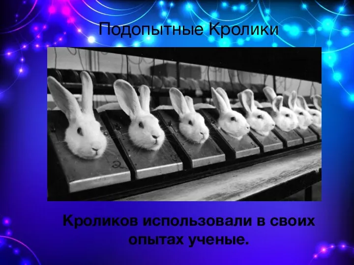 Подопытные Кролики Кроликов использовали в своих опытах ученые.