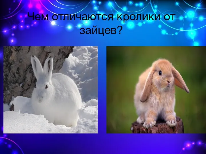 Чем отличаются кролики от зайцев?