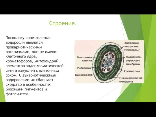 Строение. Поскольку сине-зеленые водоросли являются прокариотическими организмами, они не имеют