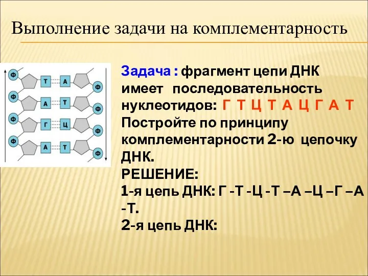 Выполнение задачи на комплементарность Задача : фрагмент цепи ДНК имеет