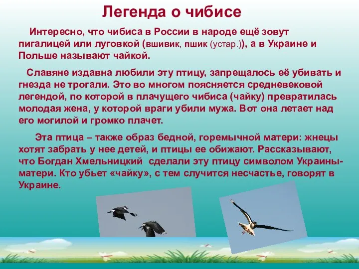 Интересно, что чибиса в России в народе ещё зовут пигалицей