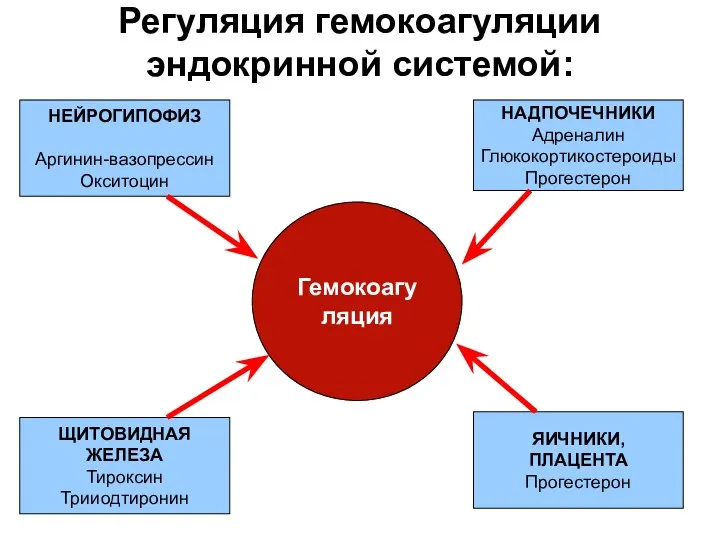 Регуляция гемокоагуляции эндокринной системой: Гемокоагуляция НЕЙРОГИПОФИЗ Аргинин-вазопрессин Окситоцин НАДПОЧЕЧНИКИ Адреналин